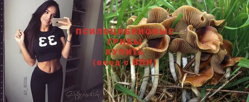 как найти   Новопавловск  Галлюциногенные грибы MAGIC MUSHROOMS 